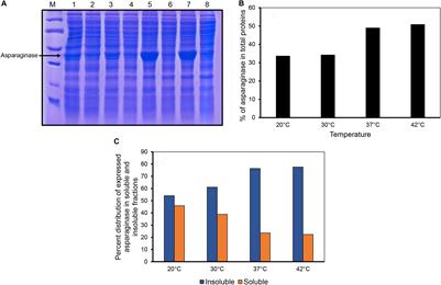 Structure-Function Relationship of Inclusion Bodies of a Multimeric Protein